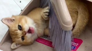 “แม่ เราไม่ทะเลาะกัน เราทำความสะอาด!” - ปฏิกิริยาของลูกแมว Kira ที่รับเลี้ยงต่อไม้กวาด