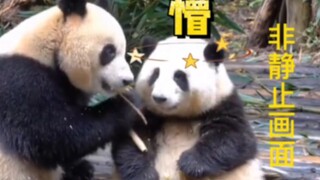 Did Huahua develop dwarfism?