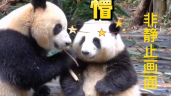 Did Huahua develop dwarfism?