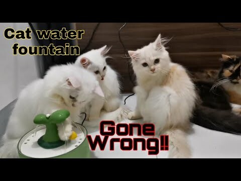 Cat Water Fountain || Clowder zone
