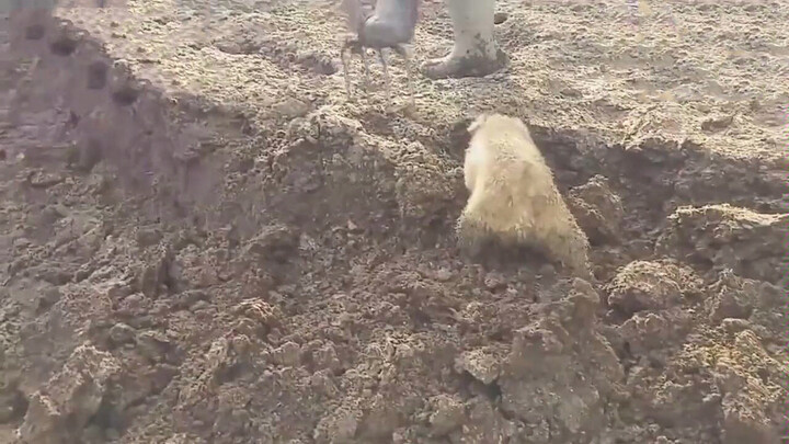 [Funny] Dog: Guys it's fresh, I just dug it out!