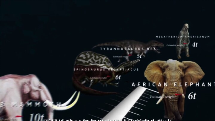 Tại sao cá voi xanh lại không nên tồn tại? Cá voi xanh