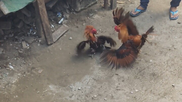 Leeg daw patama haha