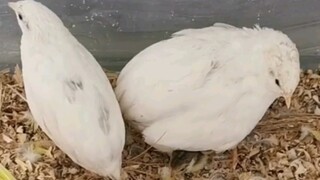 论母鸡肚子底下可以藏多少只小鸡