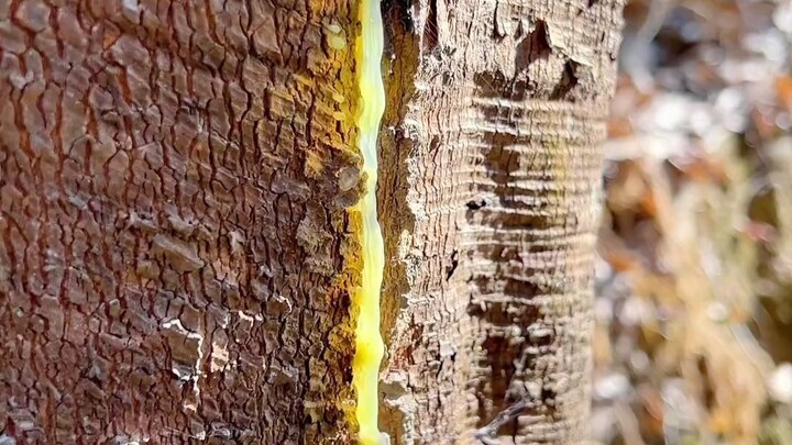 This rubber tree has no more latex, so they’re using it to practice tapping.