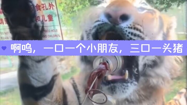 Kucing besar itu lucu banget, tiga mulut untuk satu babi!