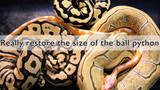 【The whole life of a python】 Get to know the true size of a ball python
