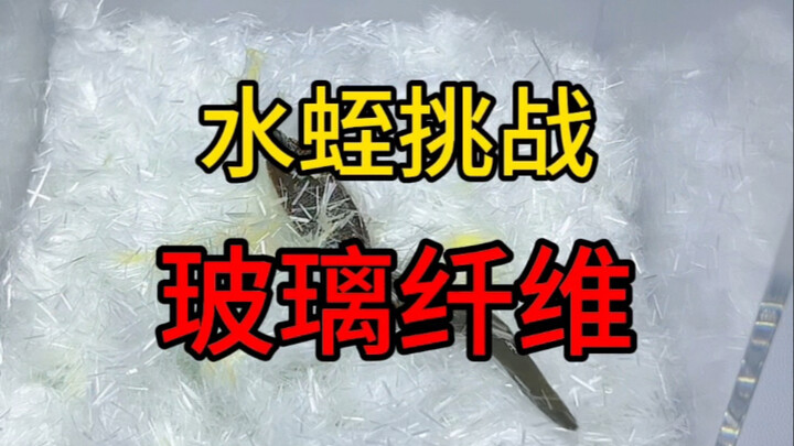 I dropped leeches into sharp fiberglass—turns out both red and yellow fluids oozed out! It's so dang