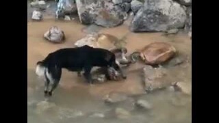 dog and Monkey not like each other  enemy forever?😔  |  Dog lifestyle