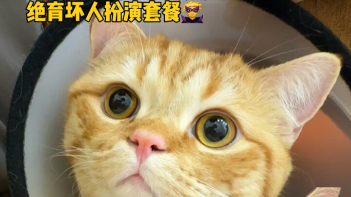 Let’s congratulate another kitten for losing its QQ account!