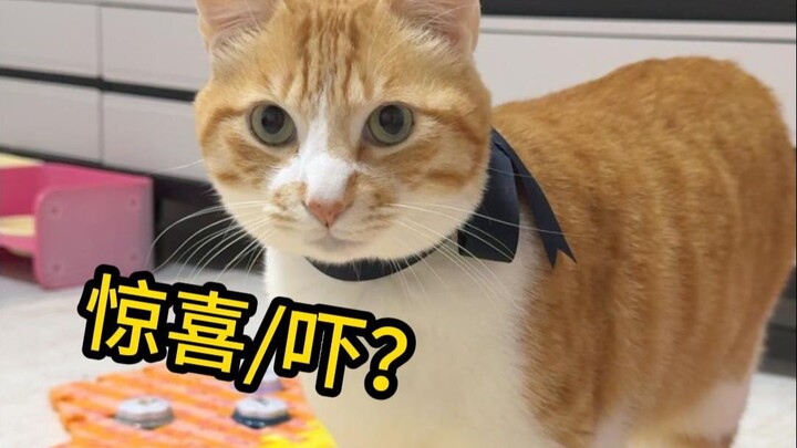 Meow: If you’re going to get all emotional, don’t make me slap you!