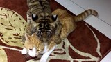 Tiger Cub Riding on an Adult Cat