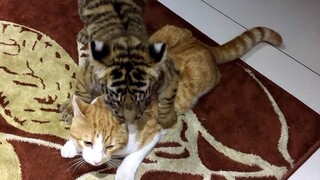 Hai con hổ cưỡi lên một con mèo lớn