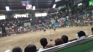 bulik vs talisayin ..parihas magaling💪santa Monica cockpit arina 08/10/23