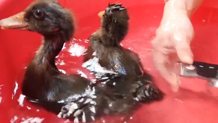 Vịt con thực sự bẩm sinh đã biết bơi à?