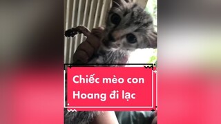 Chiếc mèo con hoang lạc mẹ meòhoang phômaimeow mèo