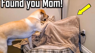 FUNNIEST DOG - คุณจะหัวเราะจนตดด้วยวิดีโอตลกๆ เหล่านี้