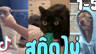 รวมมิตรสกิดไข่ แมวทอด 1 จาน (พากย์โคตรฮา) รวมตอน 1-5