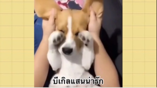 เพื่อนตัวน้อย สัตว์เลี้ยงแสนซน : บีเกิลแสนน่ารัก