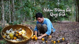 Hái Nấm Trứng Gà Quý Giá Chế Biến Thành Món Ăn Ngon Ngày Hè | Hái Nấm Rừng