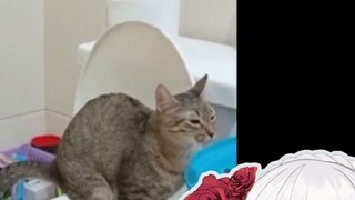 Japanese hottie couldn't help herself when she saw a cat going to the toilet like a human