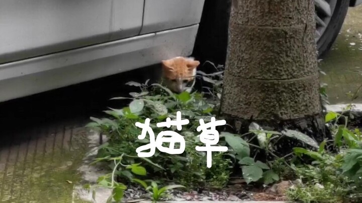 ถ้าฉันรู้ก่อน แมวจรจัดก็จะถูก....