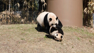 Panda Fu Bao Turned over the Table Which Made Hua Ni Angry