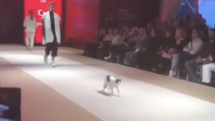 Kitten Catwalk