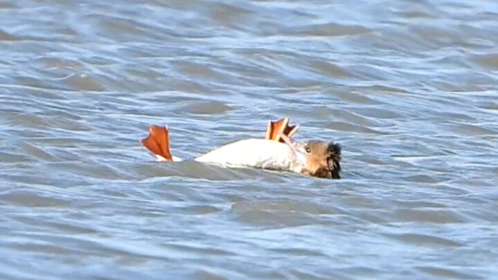 Vịt bơi ngửa？？？？？？？