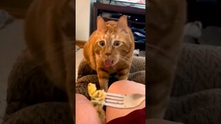 Funny animals. 😂😻😂 #shorts #funny #cat #dog #animals #pets  #Funny video collection.