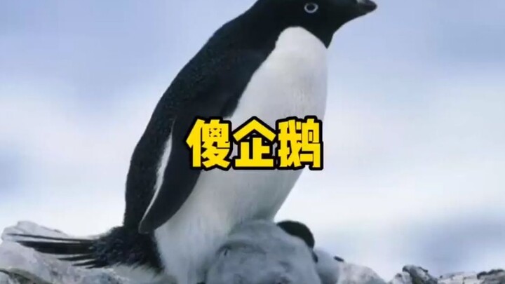 南极企鹅游了3000公里，发现方向错了。