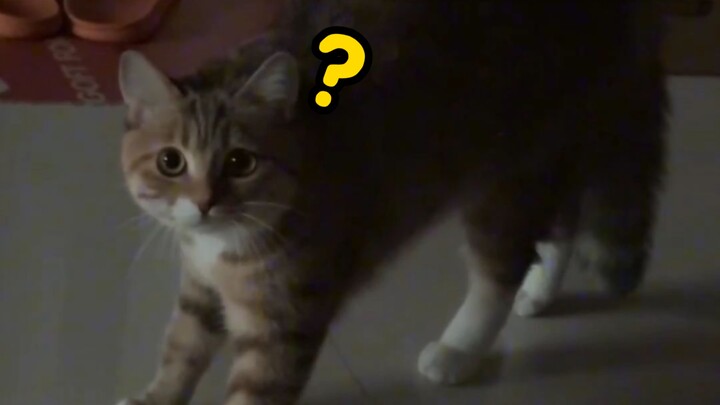 Kucing: “Maaf, Pak Perwira, tadi saya tidak mengenali Anda.”