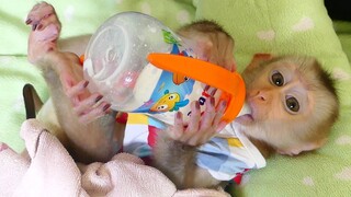 Lovely Monkey | beautiful Little Baby Maku Sleep Drinking Milk Very comfortable