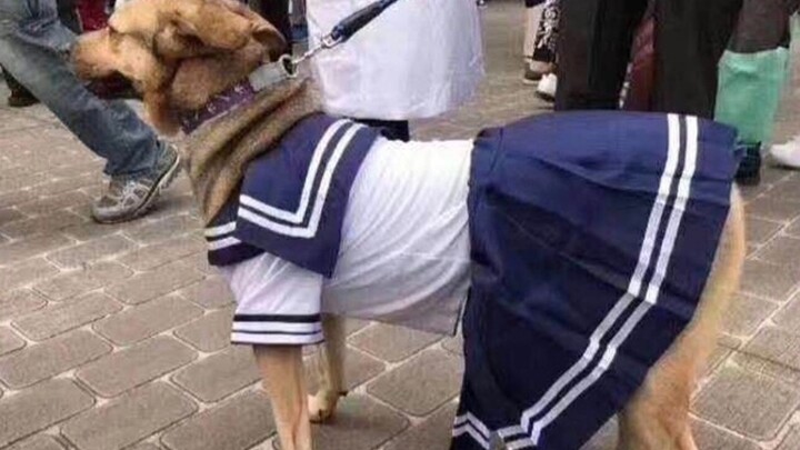 Ultimate Laugh-Keeping Challenge! You’ll Start Questioning Life Itself #43