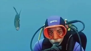 What do you do when diving and encounter a pufferfish? Cool eating means one bite!