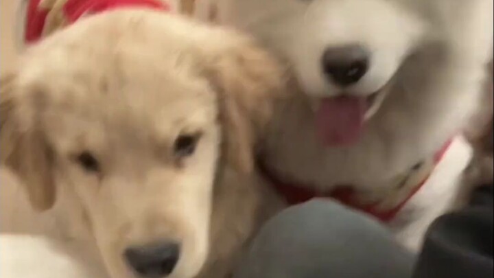 Setelah memelihara anjing, kita tidak bisa lagi makan sendirian, anjingku