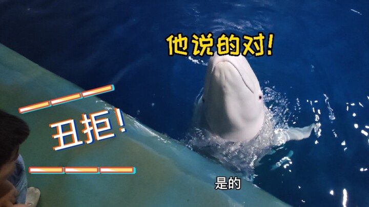 Paus putih gila minta ciuman, ya ampun! Ternyata pawangnya tega menolak? Kalau kamu, apakah bakal me