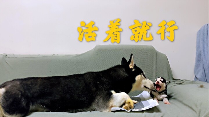 二哈带娃，活着就行