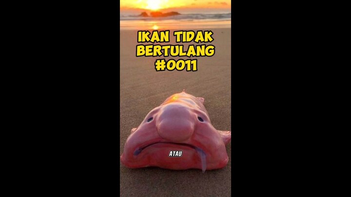 Ikan kaya Slime