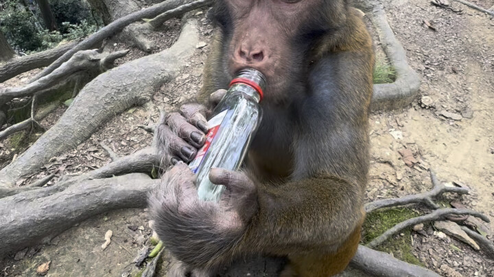 Monkey Brother: Mm, that's the taste!