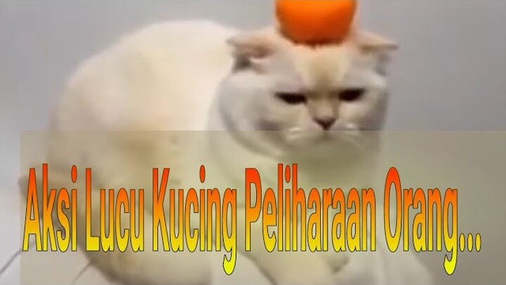 Aksi Hewan Lucu, Kucing Peliharaan Orang... 🤔