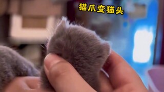 🐱 Let me show you a different kind of mini cat