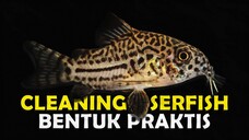 BEBERAPA JENIS CORYDORAS PALING POPULER DAN COCOK UNTUK AKUARIUM