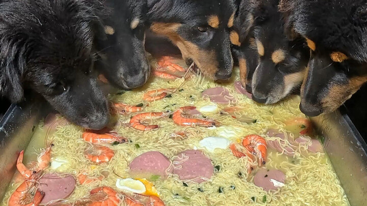 หมาหิวกลางดึก ทำอาหารมื้อดึกง่ายๆ ให้น้องหมาหน่อย!