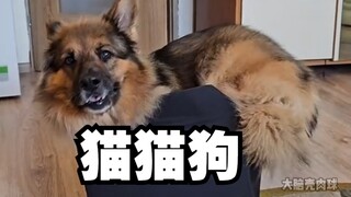 一只认为自己是猫猫的茶杯德国牧羊犬