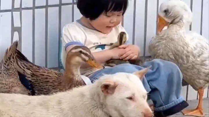 瑶一瑶新宠物小鸭和大鹅！寄滴啊可爱化了！！