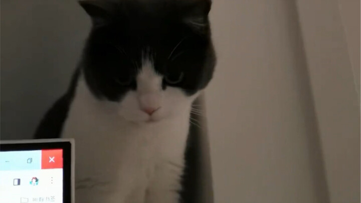 คุณกำลังสงสัยในเจ้าวิญญาณเทียนเมียวของฉันอยู่ใช่ไหม?