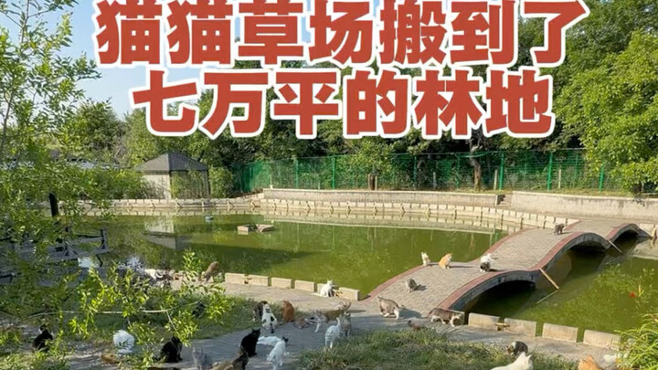Hundreds of stray cats have moved into a 70,000-square-meter woodland, starting a new chapter in the