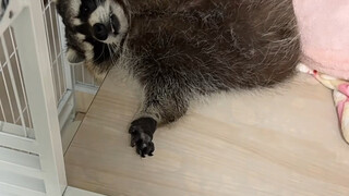 หลังจากไปงานมหกรรมอนิเมะกลับมา ความคิดก็เปิดกว้างขึ้น #คอสเพลย์ #แรคคูน #ตลก #พฤติกรรมชวนงงของสัตว์