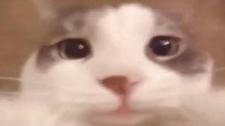 谢谢你，猫猫